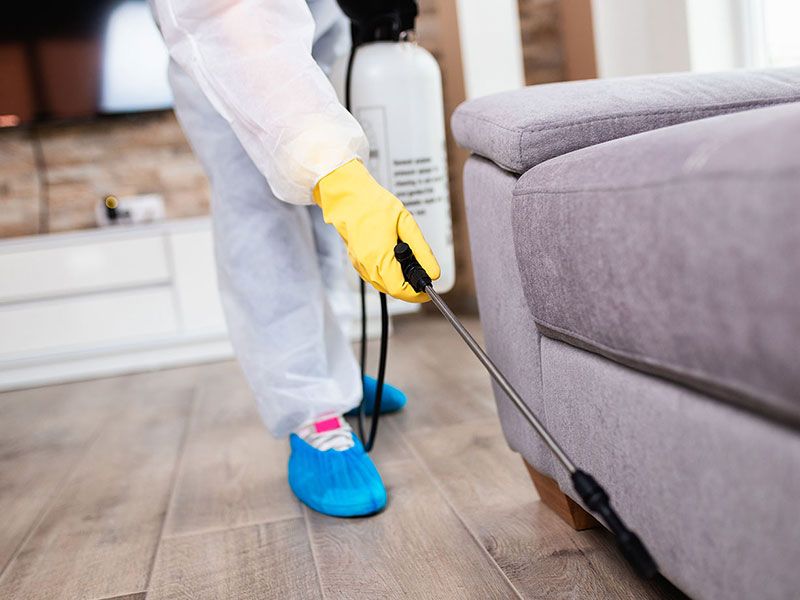 Contact Pest Control Experts to Solve Pest Infestation Problems - Home Patty