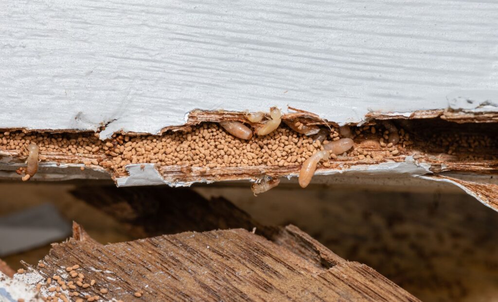 Do You Have an Active Termite Infestation in Your Home? Contact an Expert