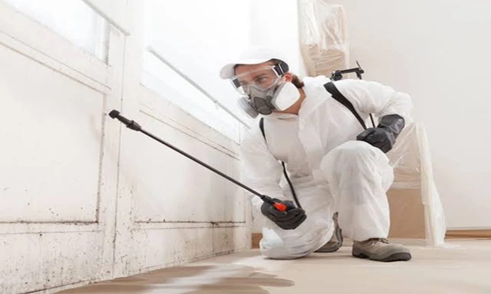 Basement to Attic: A Comprehensive Approach to Mold Removal in Toronto Homes