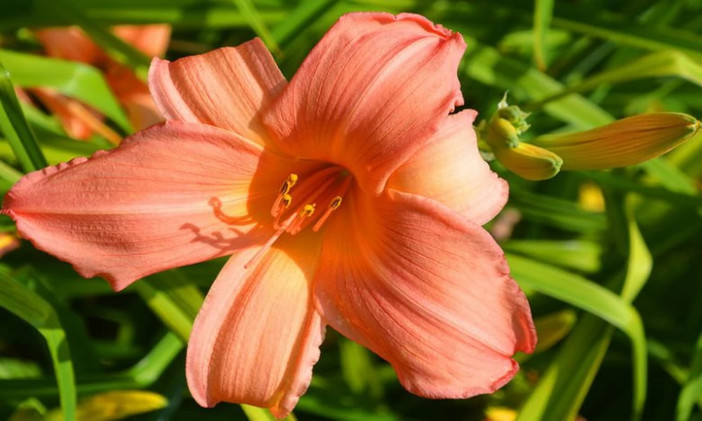 Pink Daylily Plants for Sale vs Soft Pastel Borders Where Color Works Best