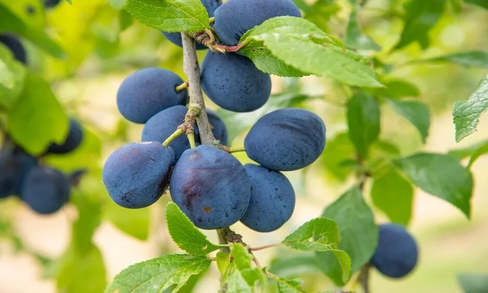 Best 8 Damson and Greengage Tree Suppliers in the UK