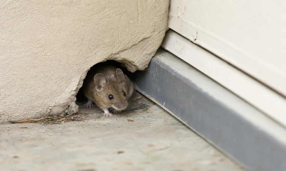 Rodent Control in North Hollywood Starts with the Gaps at Home